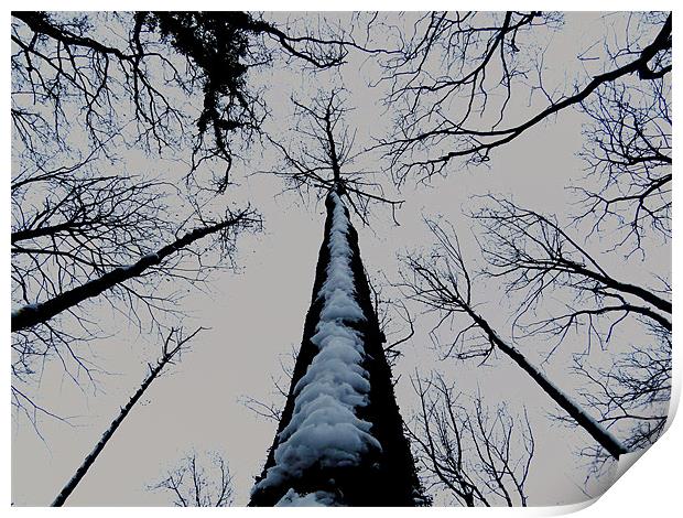 snowy tree Print by Seth jones