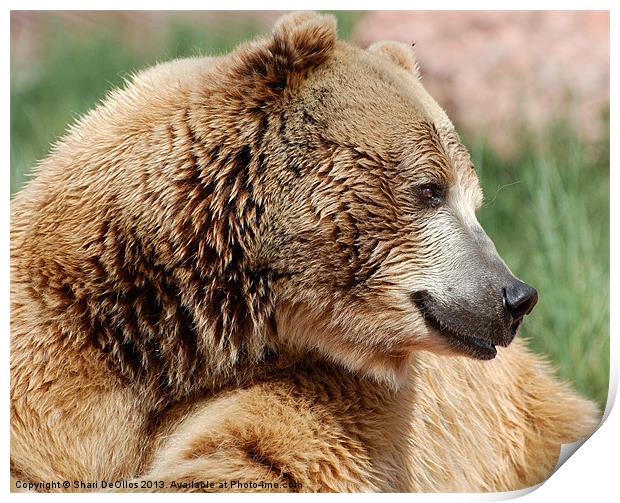 Grizzly Bear Print by Shari DeOllos
