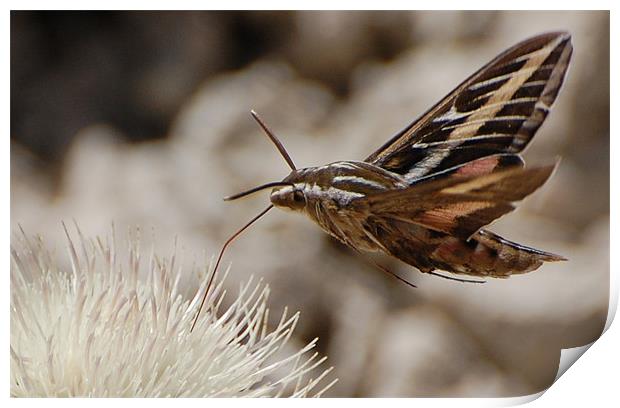 Sphinx Moth Print by Shari DeOllos