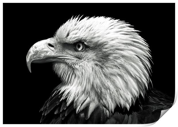 Bald Eagle Print by Stuart Gennery