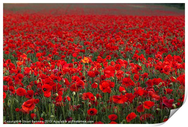 Field of Poppies Print by Stuart Gennery