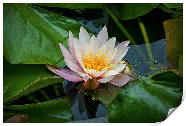 Water Lilly Print by Ian Mitchell