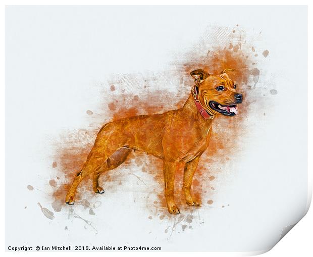 Staffordshire Bull Terrier Print by Ian Mitchell