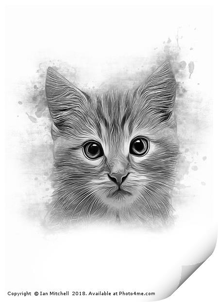 Cat Portrait Print by Ian Mitchell