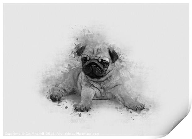 Pug Art Print by Ian Mitchell