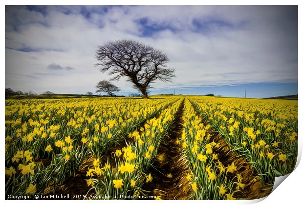 Daffodil Field Print by Ian Mitchell