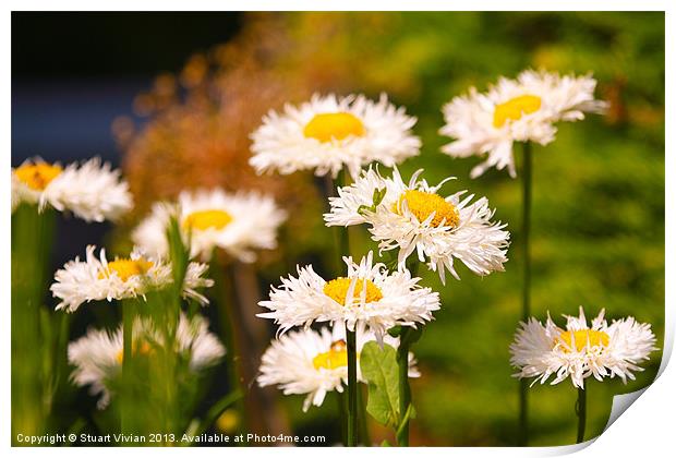 Daisies in the Summer Print by Stuart Vivian