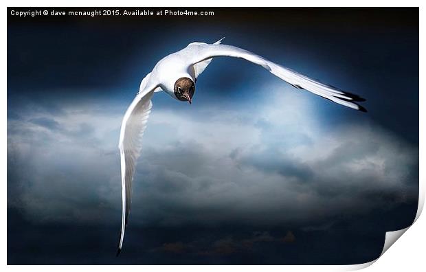 Flight of the Gull Print by dave mcnaught