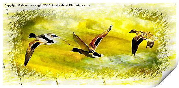 Three Ducks Print by dave mcnaught