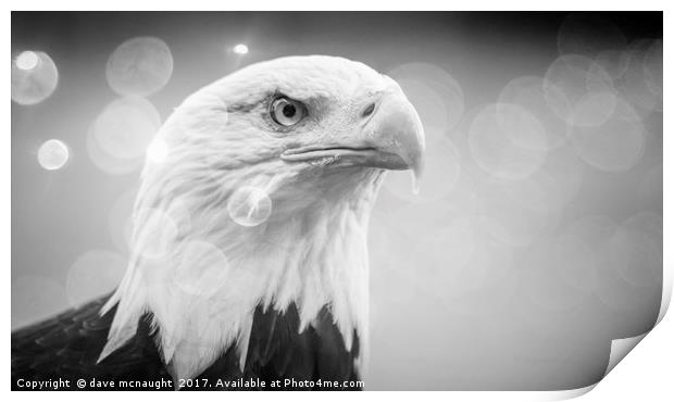 Black and White Eagle  Print by dave mcnaught