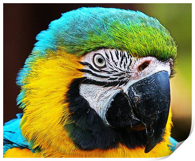 Magnificent Macaw Print by Rachel & Martin Pics