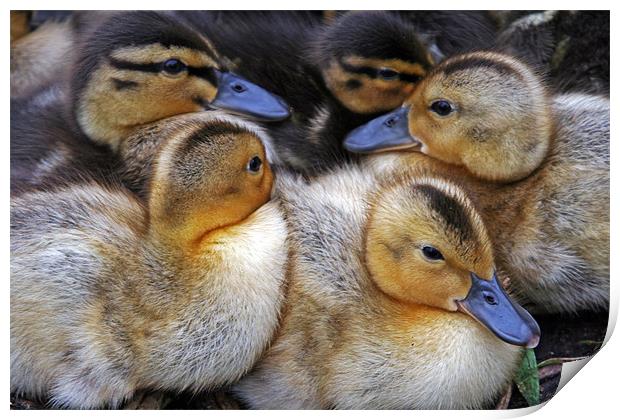 Cuddling Ducklings Print by Rachel & Martin Pics