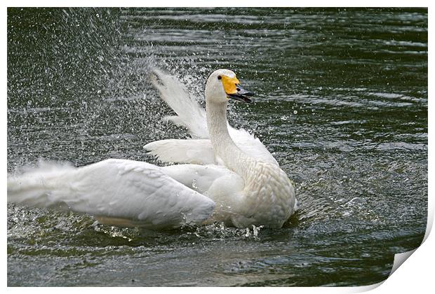 Splashing swan Print by Rachel & Martin Pics
