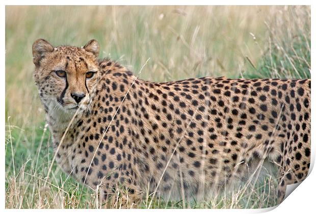 Cheetah in the Grass Print by Rachel & Martin Pics