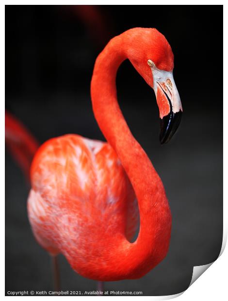 Flamingo Print by Keith Campbell