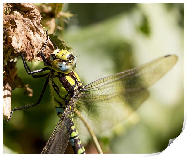 Dragonfly Print by Keith Campbell