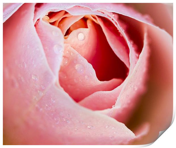 Pink Rose Print by Keith Campbell