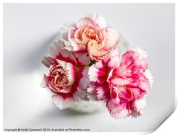 Carnations Print by Keith Campbell