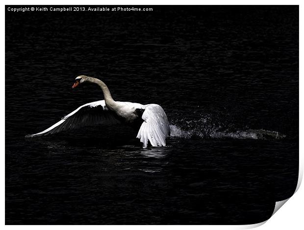 Swan launch Print by Keith Campbell