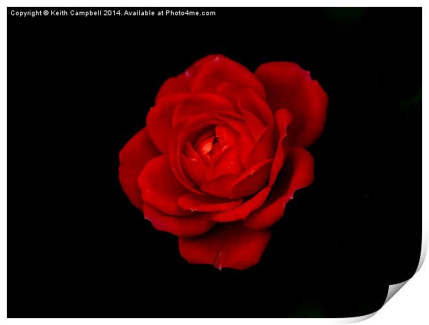  Red Rose - simplistic love Print by Keith Campbell
