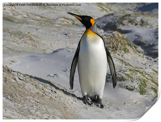  King Penguin Print by Keith Campbell