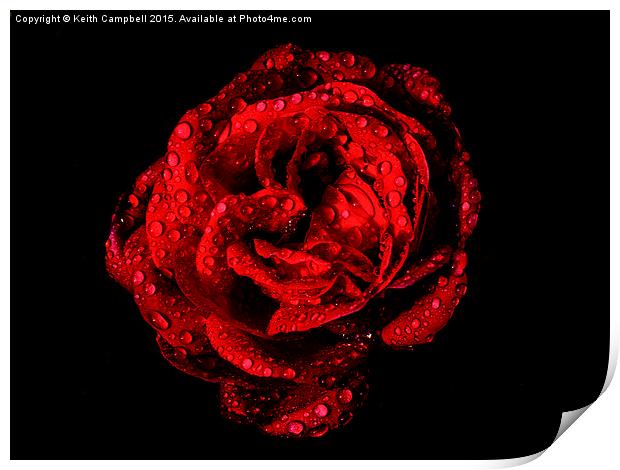  Love is a Red Red Rose. Print by Keith Campbell