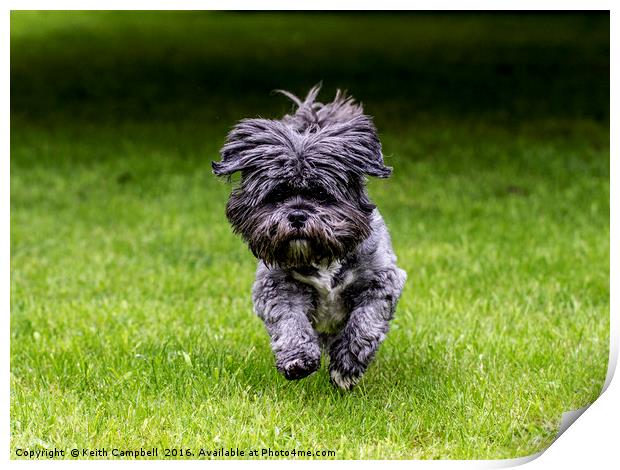 Rosie the Shih Tzu running  Print by Keith Campbell