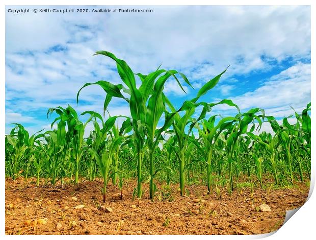 Corn Growing In The Field Print by Keith Campbell