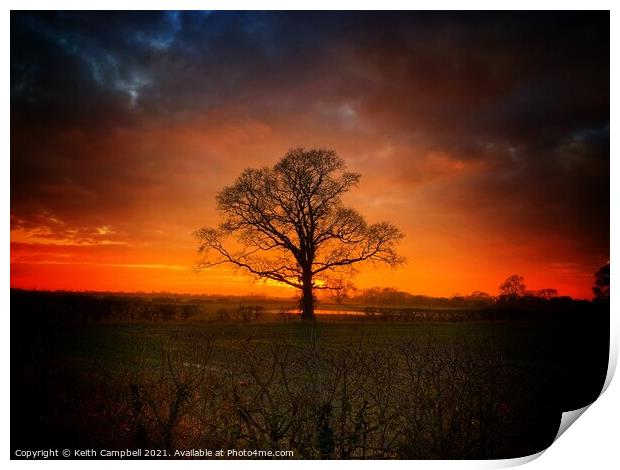 Single Tree at Dusk Print by Keith Campbell