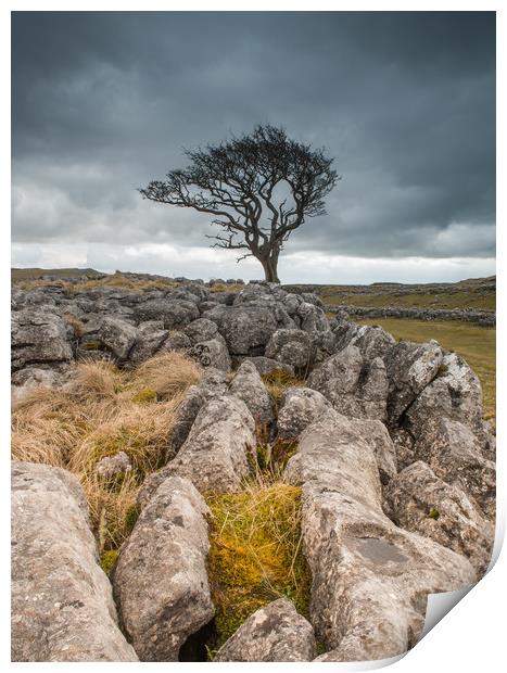 Lone tree and limestone Print by ANDREW HUDSON