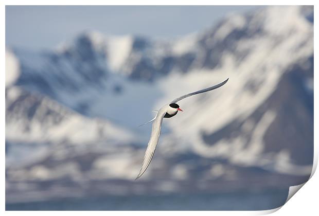 Arctic Tern, Svalbard Print by chris dobbs