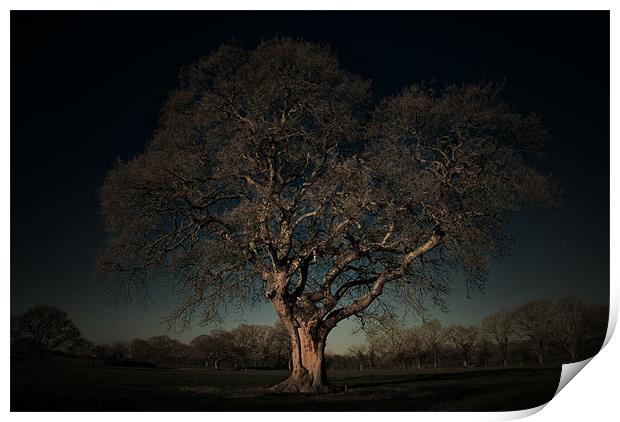 ANCIENT OAK Print by simon keeping