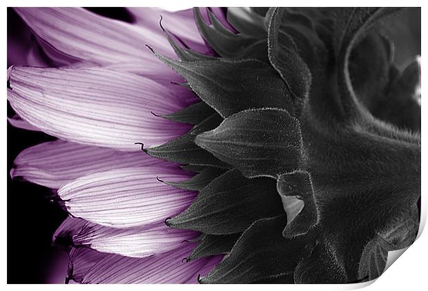 MAUVE SUNFLOWER Print by simon keeping