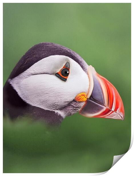 Puffin head. Scotland, sea bird Print by JC studios LRPS ARPS