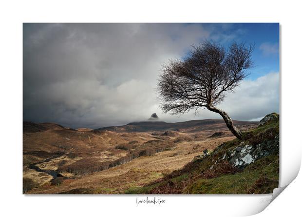 Lone birch tree Scottish Highlands Print by JC studios LRPS ARPS