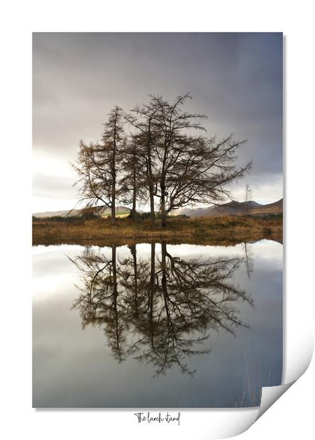 The larch  stand Print by JC studios LRPS ARPS