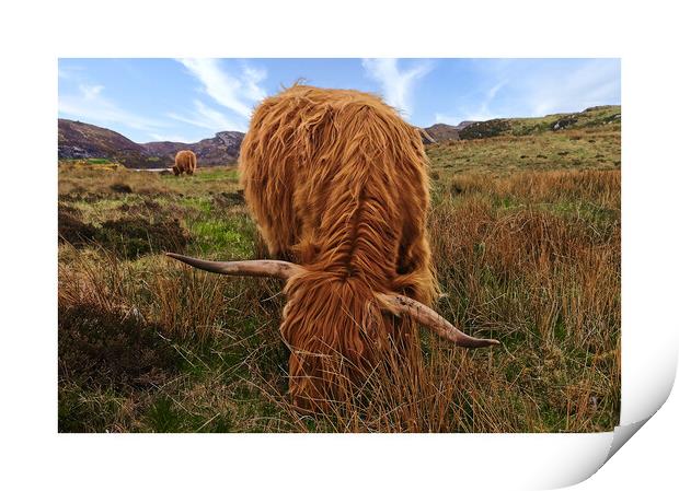 Highland cows Coos Scotland Highlands Print by JC studios LRPS ARPS