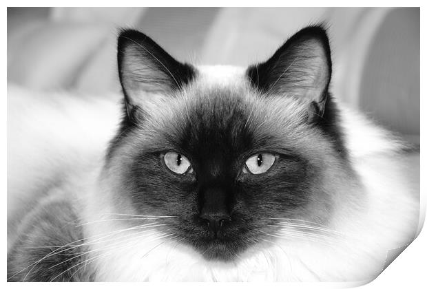 Ragdoll cat in mono Print by JC studios LRPS ARPS