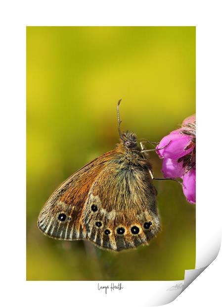 Large Heath butterfly Print by JC studios LRPS ARPS