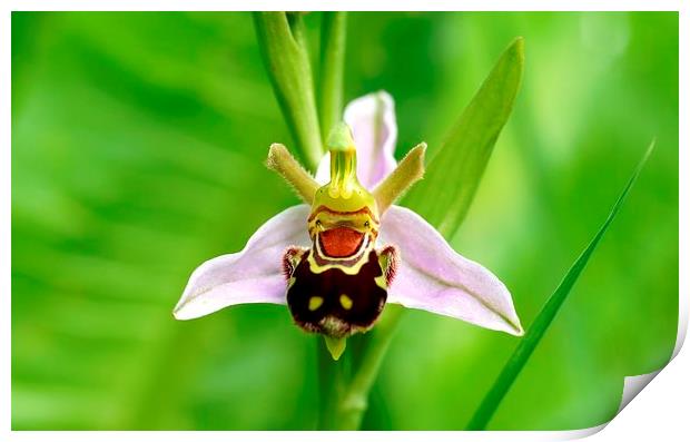 Bee Orchid  by JCstudios Print by JC studios LRPS ARPS