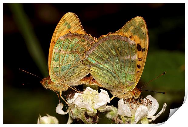 Silver washed Fritillery Print by JC studios LRPS ARPS