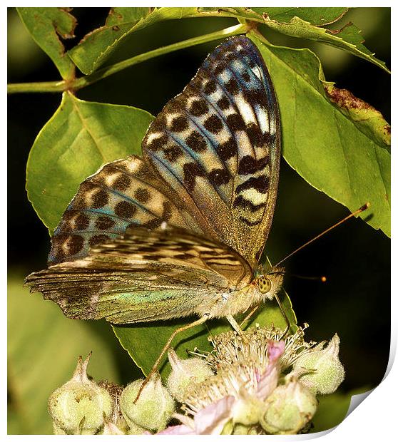  Silver-Washed Fritillary (Valensina) by JCstudios Print by JC studios LRPS ARPS