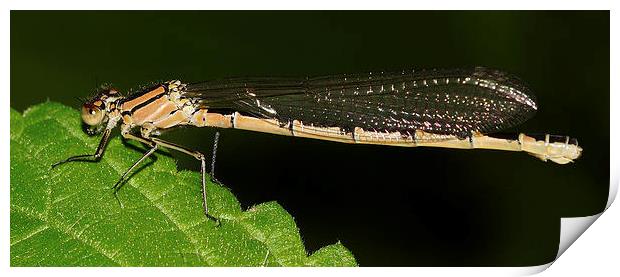  Damsel on nettle. JCstudios Print by JC studios LRPS ARPS