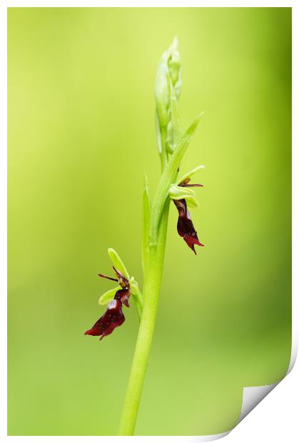 Fly orchid Print by JC studios LRPS ARPS