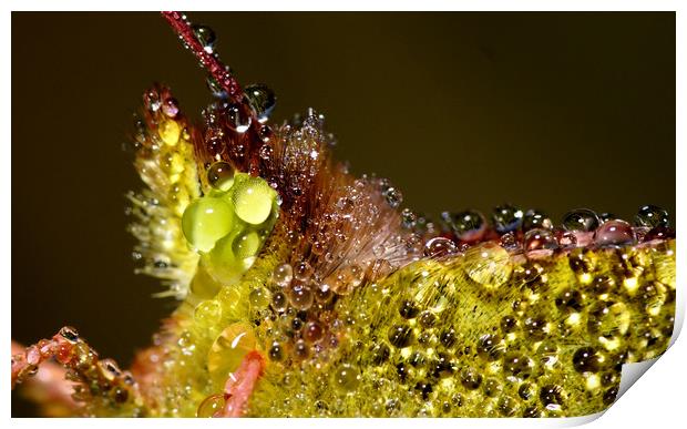 Close up of Clouded Yellow Butterfly with dew on.. Print by JC studios LRPS ARPS