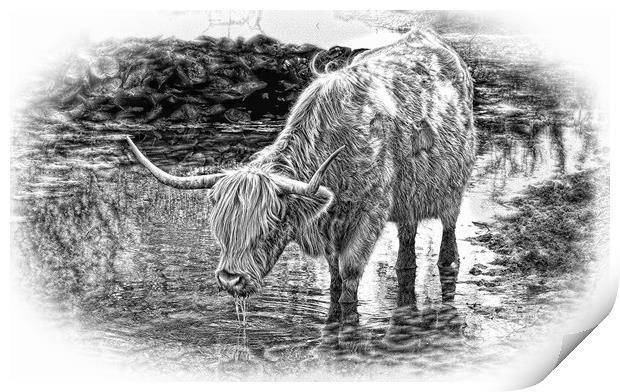 Highland cow drinking during Summer in pencil Print by JC studios LRPS ARPS