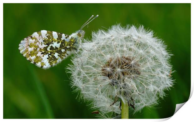 Orange Tip Butterfly on Dandelion Print by JC studios LRPS ARPS