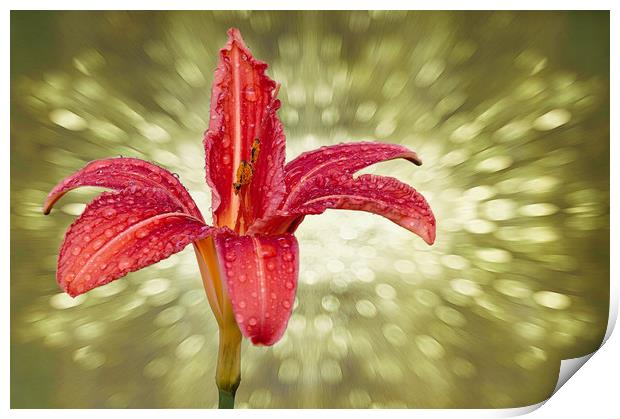 Wet Day lily...as seen on ITV Meridian Print by JC studios LRPS ARPS