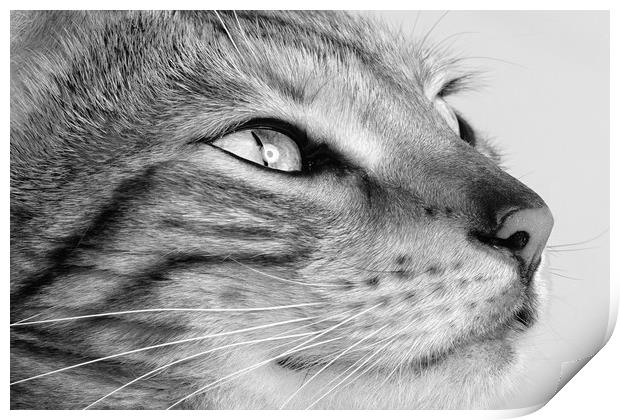 Bengal cat portrait Print by JC studios LRPS ARPS