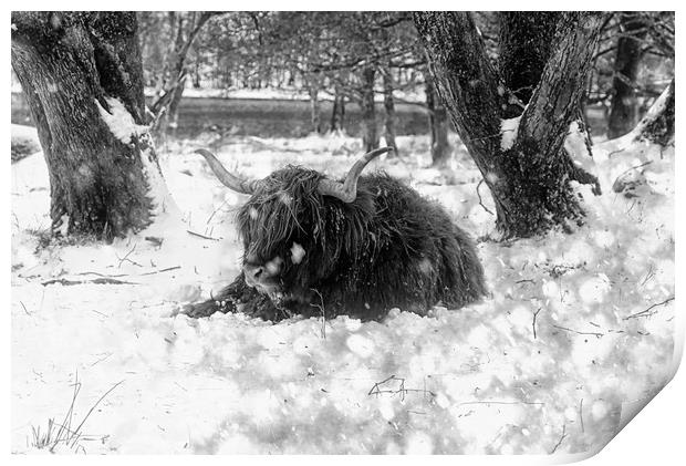 Highland cow in snow in B&W Print by JC studios LRPS ARPS